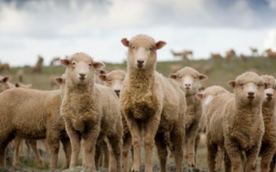 Fièvre catarrhale ovine : quelle est la réponse du Gouvernement ?