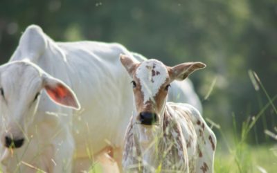 Visites sanitaires obligatoires pour la filière bovine : une expérimentation mise en place !